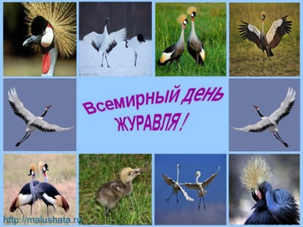 Международный день журавля