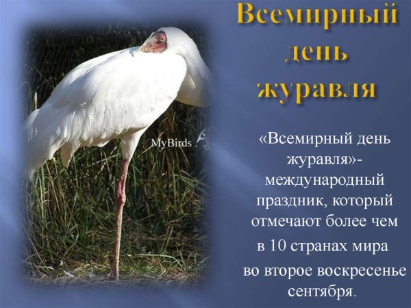 Международный день журавля