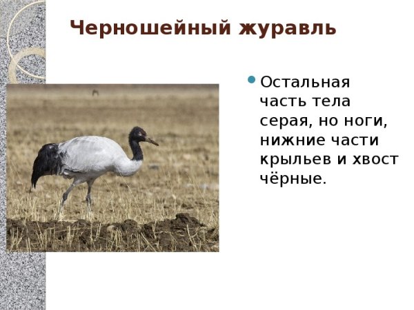 Части тела журавля