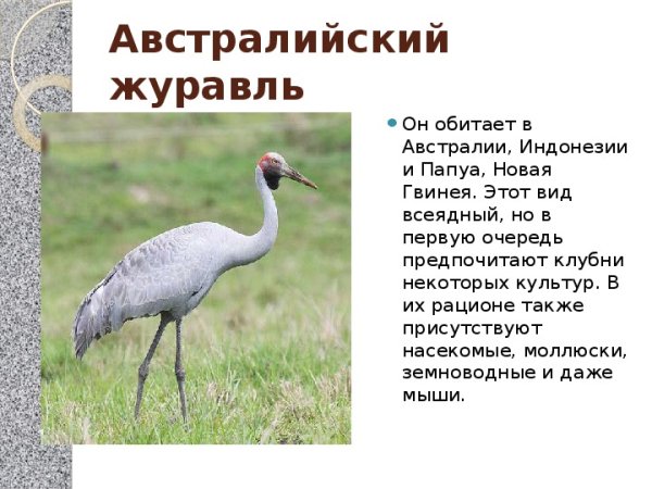 Презентации на день журавлей