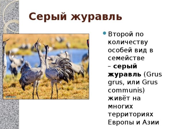 Всемирный день журавля презентация