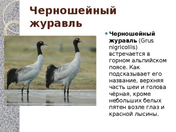 10 Сентября Всемирный день журавля