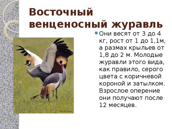 Международный день журавля