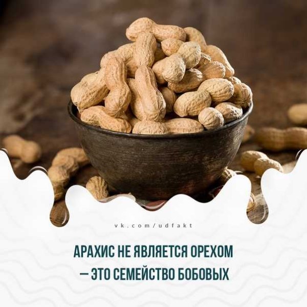 Арахис семейство бобовых