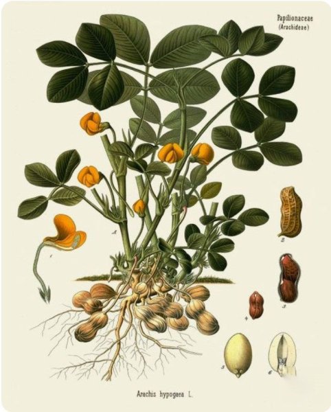 Арахис семейство бобовых