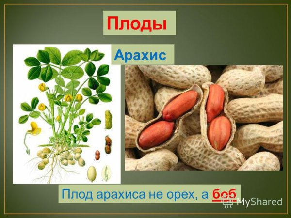 Земляной орех плод