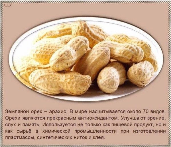 Фундук интересные факты