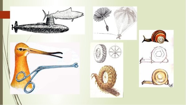 Общеморфологическая Бионика