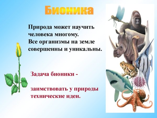 Бионика презентация по биологии