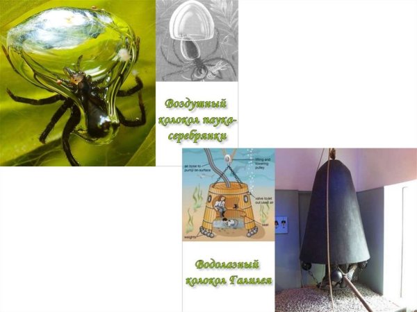 Бионика опыты