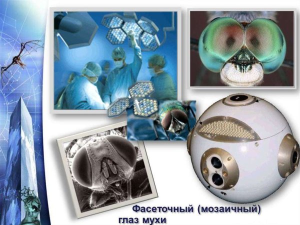 Биологическая Бионика