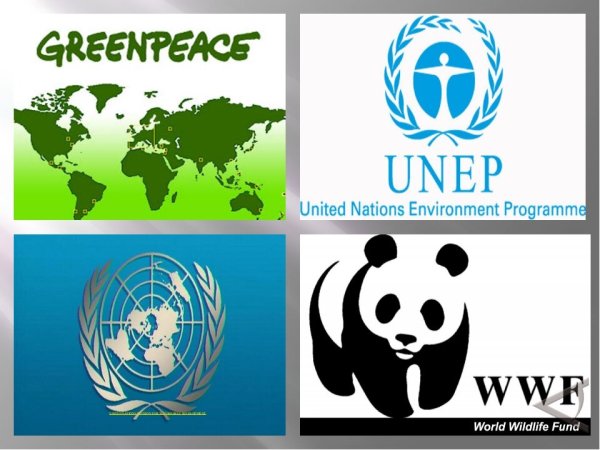 Гринпис защита животных