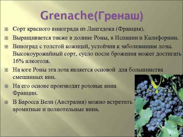 Международный день винограда