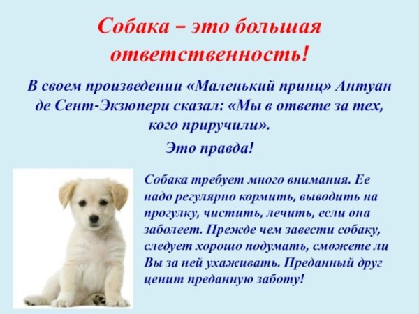 День ответственности за свою собаку