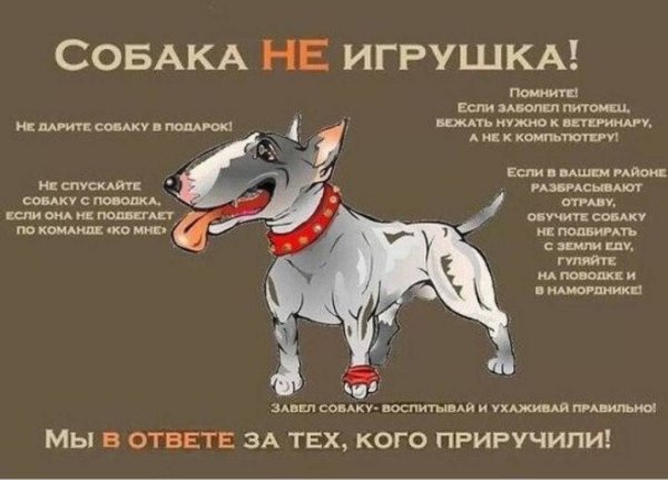 Памятка хозяину собаки