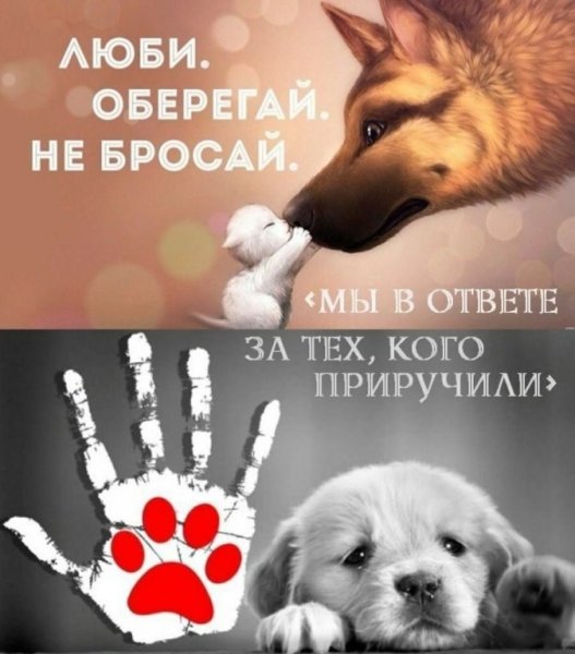 Мытв отвтен за тех кого приручили