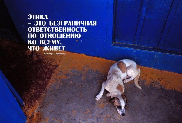 Собака это ответственность