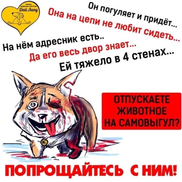 Самовыгул собак