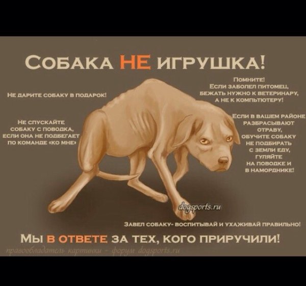 Собака на самовыгуле