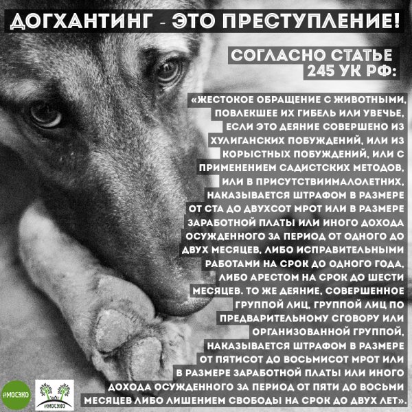 Жестокое обращение с животными УК РФ