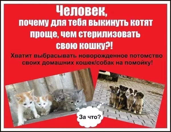 Стерилизация бездомных животных