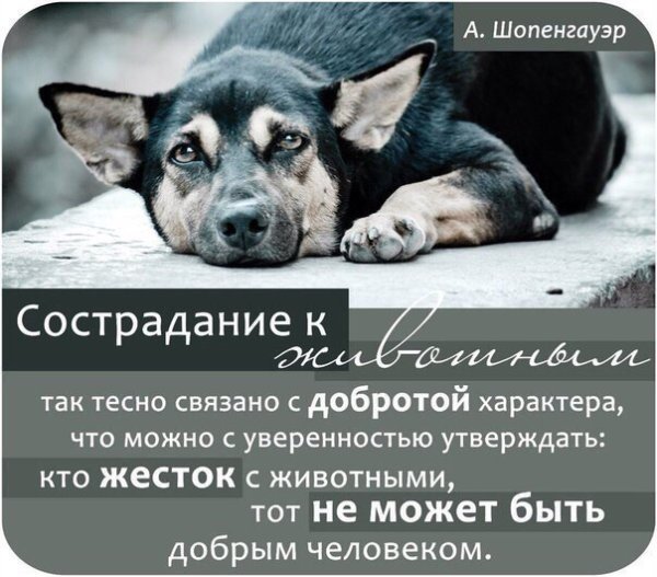 Афоризмы о бездомных животных