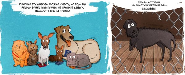 Человек забирает собаку из приюта