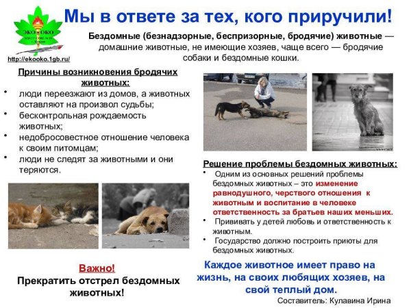 Информация о бездомных животных