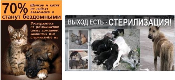 Стерилизация бездомных собак