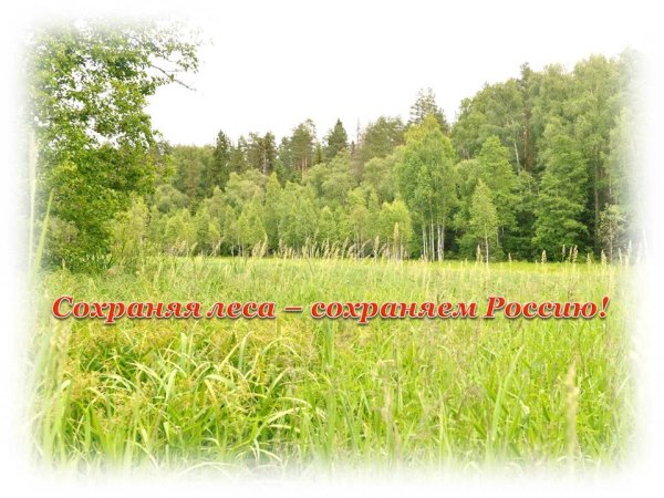 С днем работника леса надпись