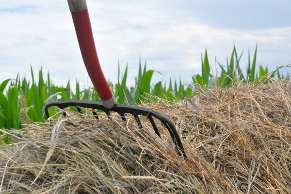 Вилами перетаскивают сено