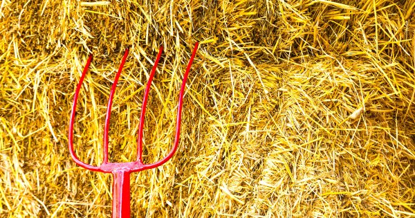 Вилы в стоге сена