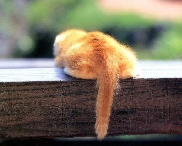 Благотворительная акция хвостики