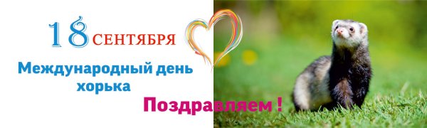 День хорька 18 сентября Всемирный