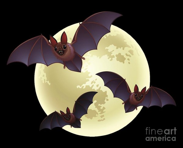 Международная ночь летучих мышей 20 сентября