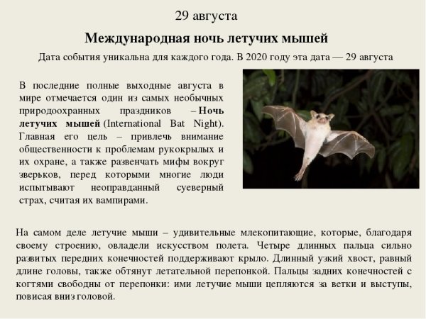 Международный день летучих мышей