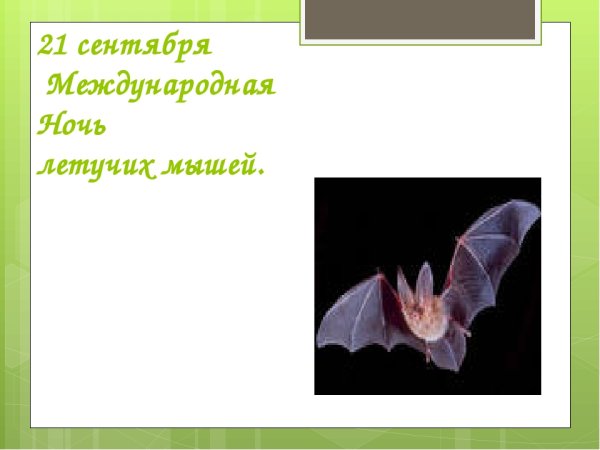 Международная ночь летучих мышей