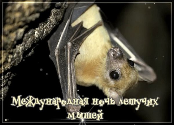 Международная ночь летучих мышей 27 августа