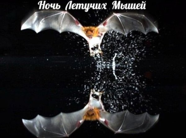 Международная ночь летучих мышей 20 сентября