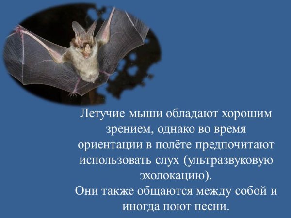 Международная ночь летучих мышей