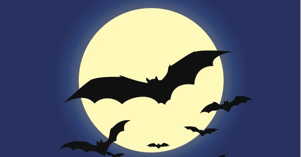 Летучая мышь и Луна ночью