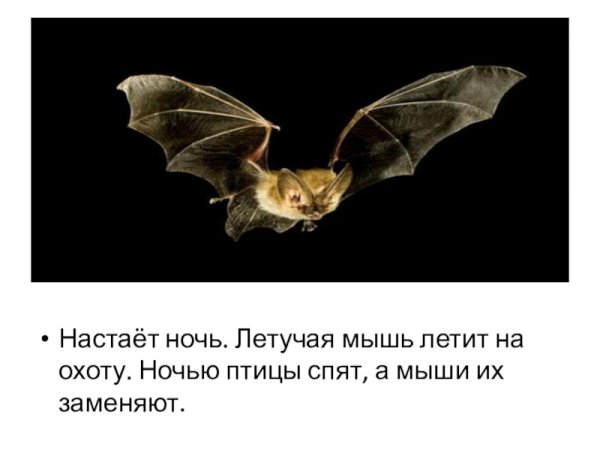 Летучая мышь летит