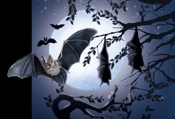 Летучая мышь