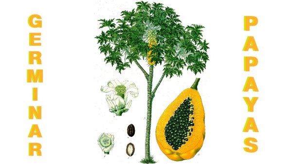 Папайя род существительных