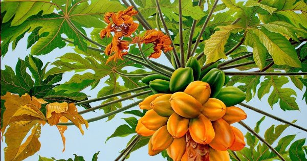 Папайя дынное дерево