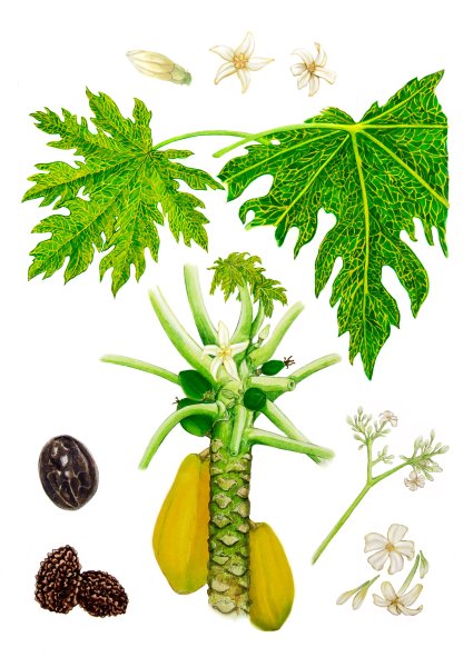 Папайя - carica Papaya лист