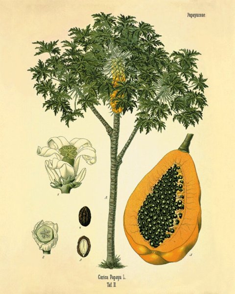 Нарисовать папайю