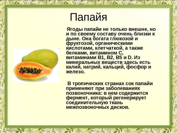 Папайя описание фрукта