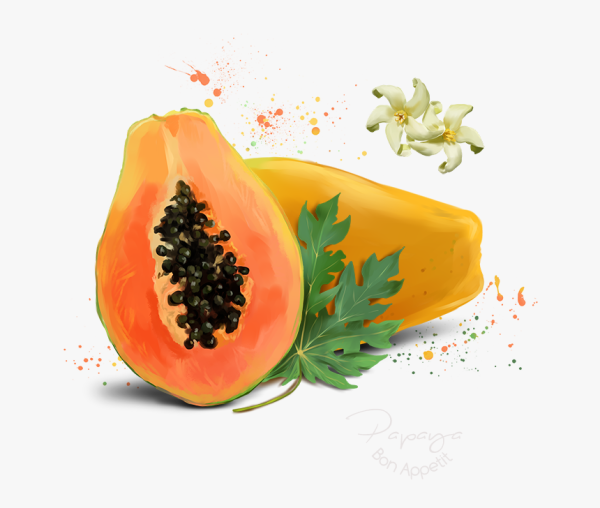 Папайя Ботаническая иллюстрация