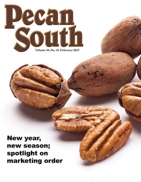 Орех пекан в разрезе